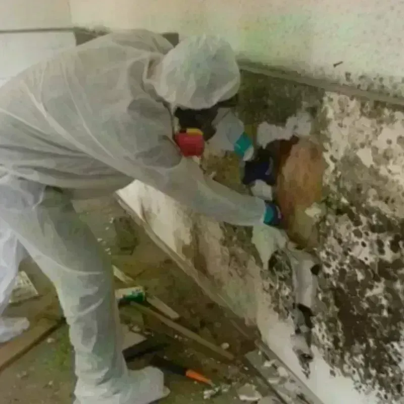 Mold Remediation and Removal in Newport, VT